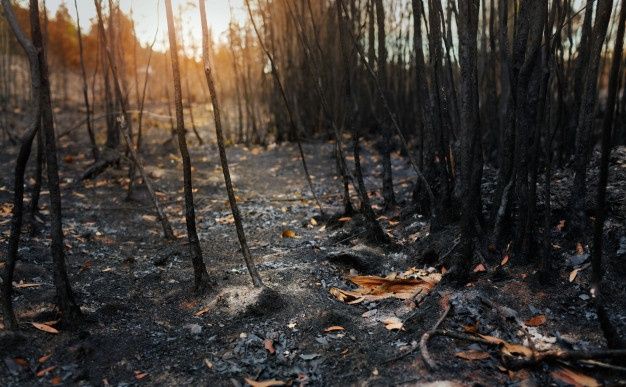 Dampak Kebakaran Hutan dan Lahan Terhadap Sifat-Sifat Tanah