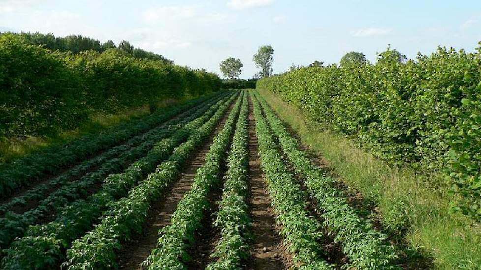 Smart Agroforestry (SAF) dalam Mendukung Mitigasi dan Perubahan Iklim