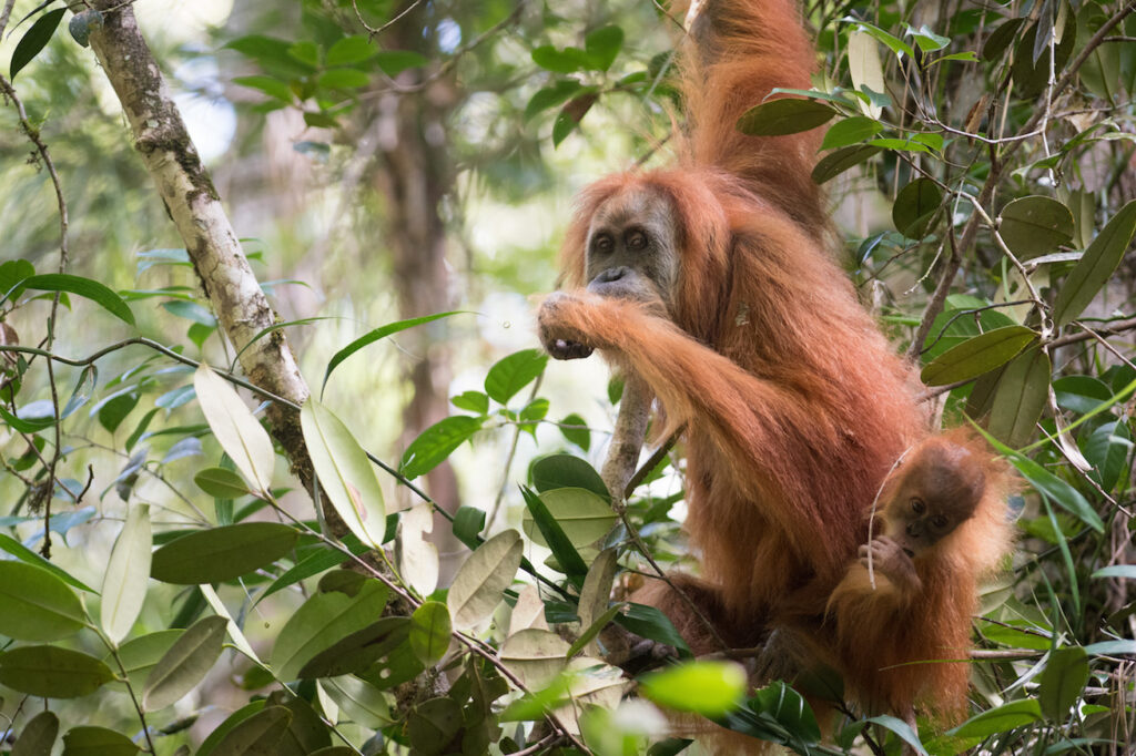 Lithocarpus tapanuliensis: Spesies Pohon Baru yang Bermakna bagi Orangutan